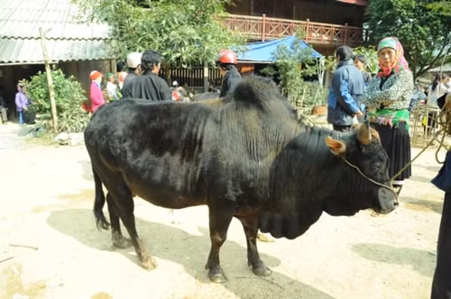 Những con bò to khỏe luôn được người mua lựa chọn.