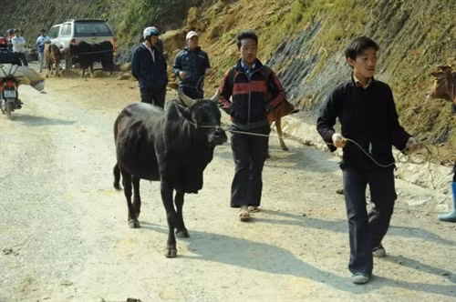 Dắt bò đến chợ.
