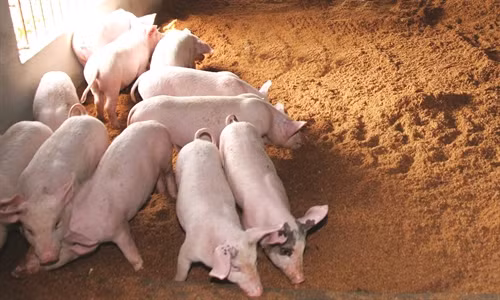 Đệm lót sinh học được làm từ các chế phẩm nông nghiệp như trấu, mùn cưa, vỏ lạc… nên rất tiết kiệm chi phí.