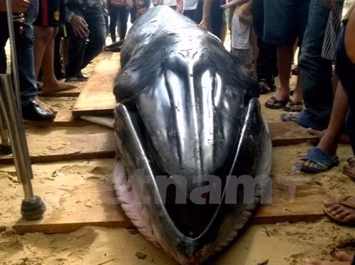 Cá Ông Nam Hải được ngư dân đưa lên bờ để chôn. (Ảnh: Thế Lập/Vietnam+)