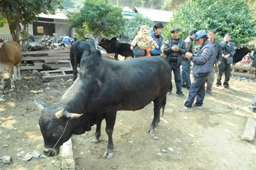 Đến chợ, đồng bào gặp nhau trao đổi kinh nghiệm nuôi bò.