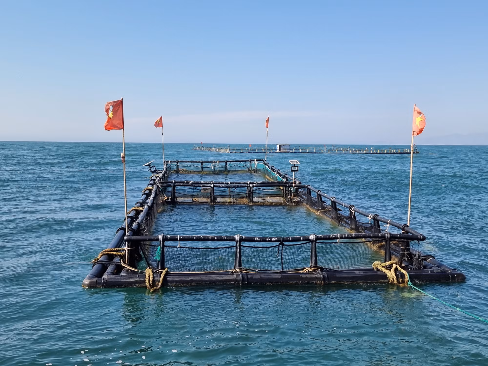 Nhân rộng mô hình nhân giống, nuôi mực bán tự nhiên tại Ninh Thuận ảnh 3