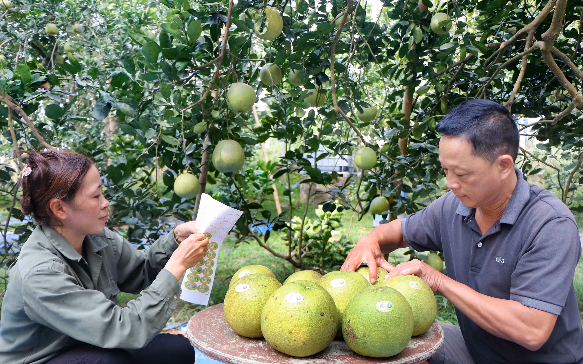 Giải bài toán tiêu thụ nông sản (Bài 2) ảnh 3