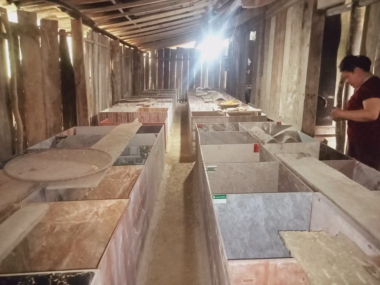 Trưởng Ban công tác Mặt trận người dân tộc Tày Ma Thị Thanh thoát nghèo từ mô hình nuôi dúi ảnh 2