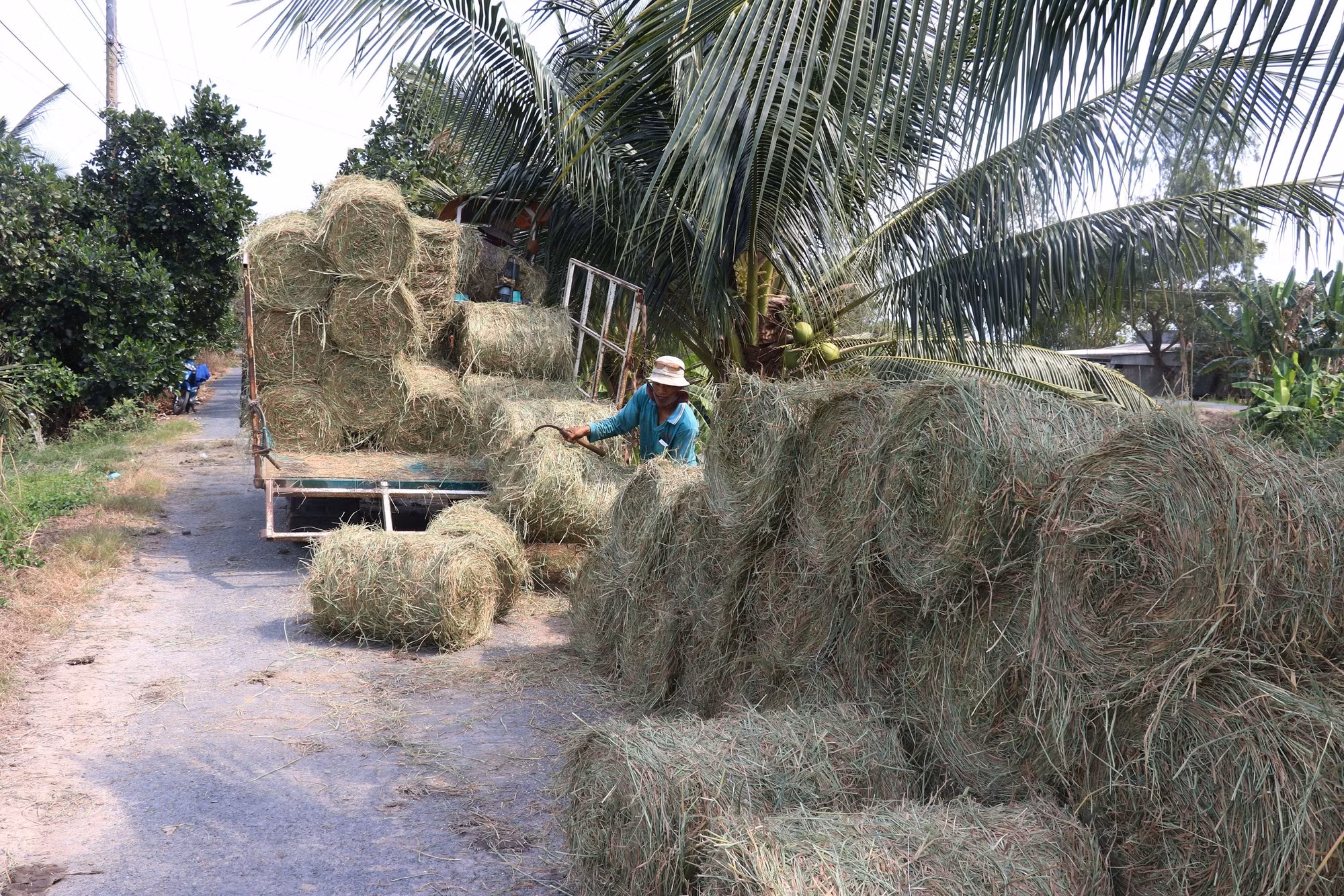 Thêm nguồn thu từ rơm tươi sau khi thu hoạch lúa Đông Xuân ở Đồng Tháp ảnh 3