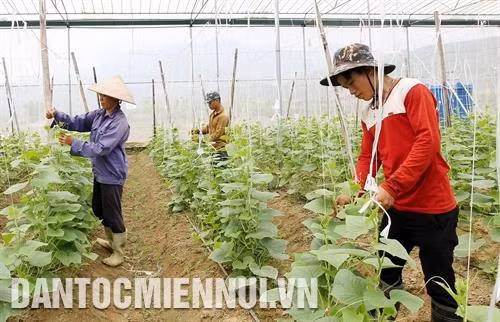 Thanh niên dân tộc thiểu số ứng dụng công nghệ cao vào sản xuất nông nghiệp. Ảnh: Hương Thu