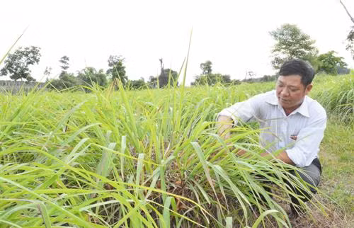 Những diện tích đất sỏi đá của xã Ea Tir được người dân chuyển đổi sang trồng sả. Ảnh: Nguyễn Tuấn Anh – TTXVN