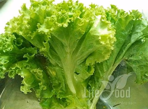 Công dụng ít biết của rau xà lách ảnh 2