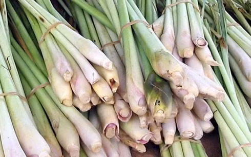 Công dụng bất ngờ của cây sả ảnh 1
