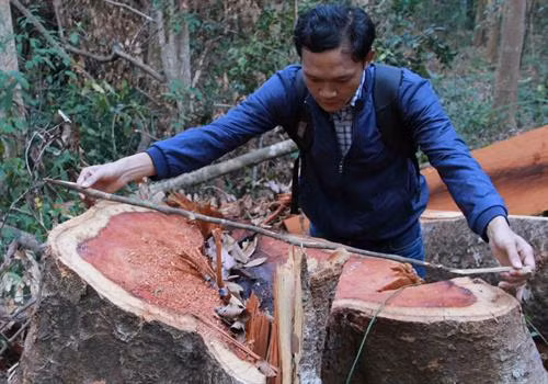 Một cây gỗ Cà te lớn vừa bị lâm tặc đốn hạ. Ảnh: Phạm Cường- TTXVN