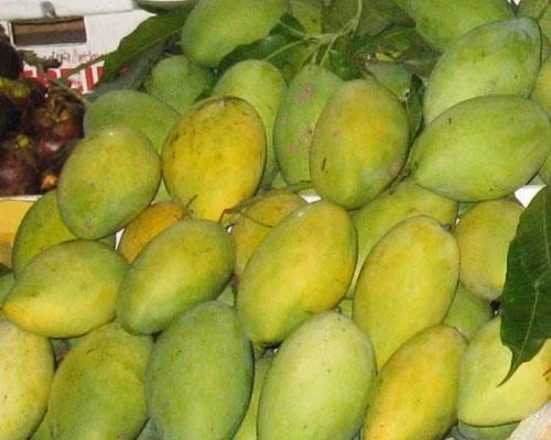 Cách làm đất và trồng cây xoài cát Hòa Lộc cũng thật đơn giản