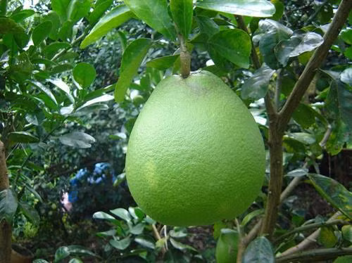 10 tác dụng của bưởi với sức khỏe con người ảnh 1