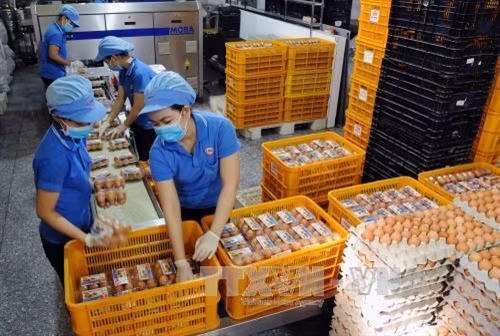 Dây chuyền đóng gói trứng gia cầm tại nhà máy của công ty Công ty Cổ phần thực phẩm Vĩnh Thành Đạt - V.Food (TP. Hồ Chí Minh) chuyên sản xuất trứng gia cầm sạch được xử lý theo quy trình khép kín đạt tiêu chuẩn vệ sinh an toàn thực phẩm, được người tiêu dùng bình chọn là hàng Việt Nam chất lượng cao nhiều năm liền. Ảnh: An Hiếu - TTXVN.