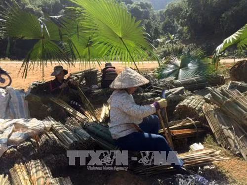 Người dân huyện Quan Sơn sơ chế Vầu để bán cho doanh nghiệp. Ảnh: Nguyễn Nam - TTXVN