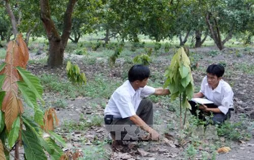 Cán bộ kỹ thuật kiểm tra sự sinh trưởng của cây ca cao trồng xen cây điều tại huyện Đồng Phú, tỉnh Bình Phước. Ảnh: Đình Huệ - TTXVN