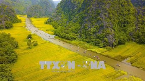 Dòng sông Ngô Đồng chạy giữa cánh đồng lúa chín vàng rực đón du khách trong và ngoài nước về tham quan chiêm ngưỡng.Ảnh: Minh Đức – TTXVN