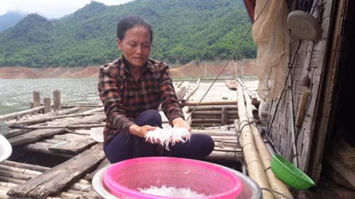 Cá ngần mỗi năm chỉ có một lần trong lòng hồ sông Đà ảnh 2