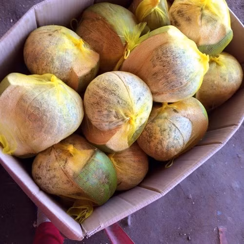 Đặc sản dừa sáp Trà Vinh ảnh 3