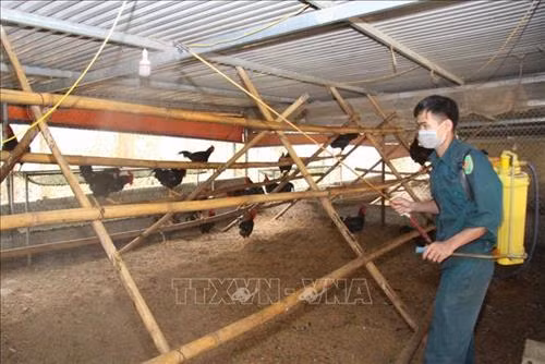 Phun thuốc khử khuẩn nhằm phòng chống dịch gia cầm tại trang trại gà của gia đình anh Thuần. Ảnh: Quý Trung – TTXVN