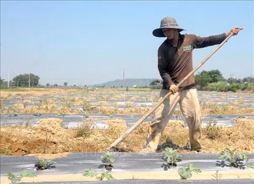 Nông dân chăm sóc diện tích trồng dưa hấu tại bãi bồi ven sông Trà Khúc thuộc địa bàn huyện Sơn Tịnh (Quảng Ngãi). Ảnh: Sỹ Thắng – TTXVN