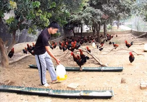 Lê Minh Thuần chăm sóc đàn gà thương phẩm của gia đình tại bản Cẩm Trung 1, xã Mường Than, huyện Than Uyên, tỉnh Lai Châu. Ảnh: Quý Trung – TTXVN