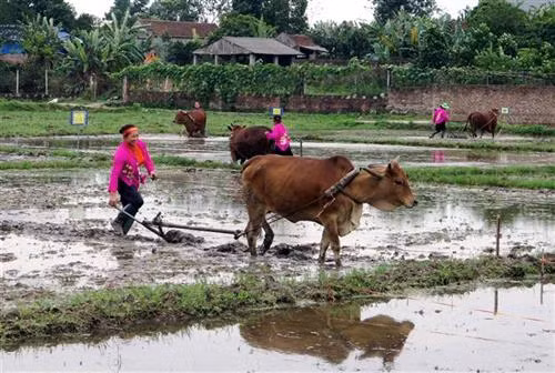 Thi cầy tại Lễ hội. Ảnh: Thu Hằng-TTXVN