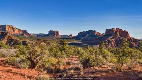 Mùa xuân đã đến ở thung lũng Verde ở Arizona. Ảnh: US Forest Service Coconino National Forest.