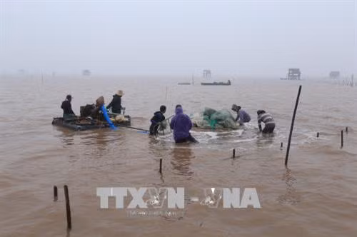 Thu hoạch ngao vào thời điểm nước lớn, người dân phải dùng máy để sục. Ảnh: Minh Quyết – TTXVN