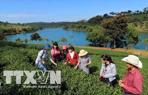 Du khách tham quan đảo chè tại xã Thanh An, huyện Thanh Chương, tỉnh Nghệ An. Ảnh: baonghean.vn