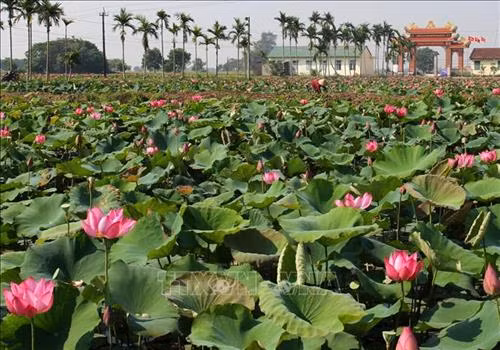 Ruộng sen ở huyện Hải Lăng. Ảnh: Hồ Cầu-TTXVN