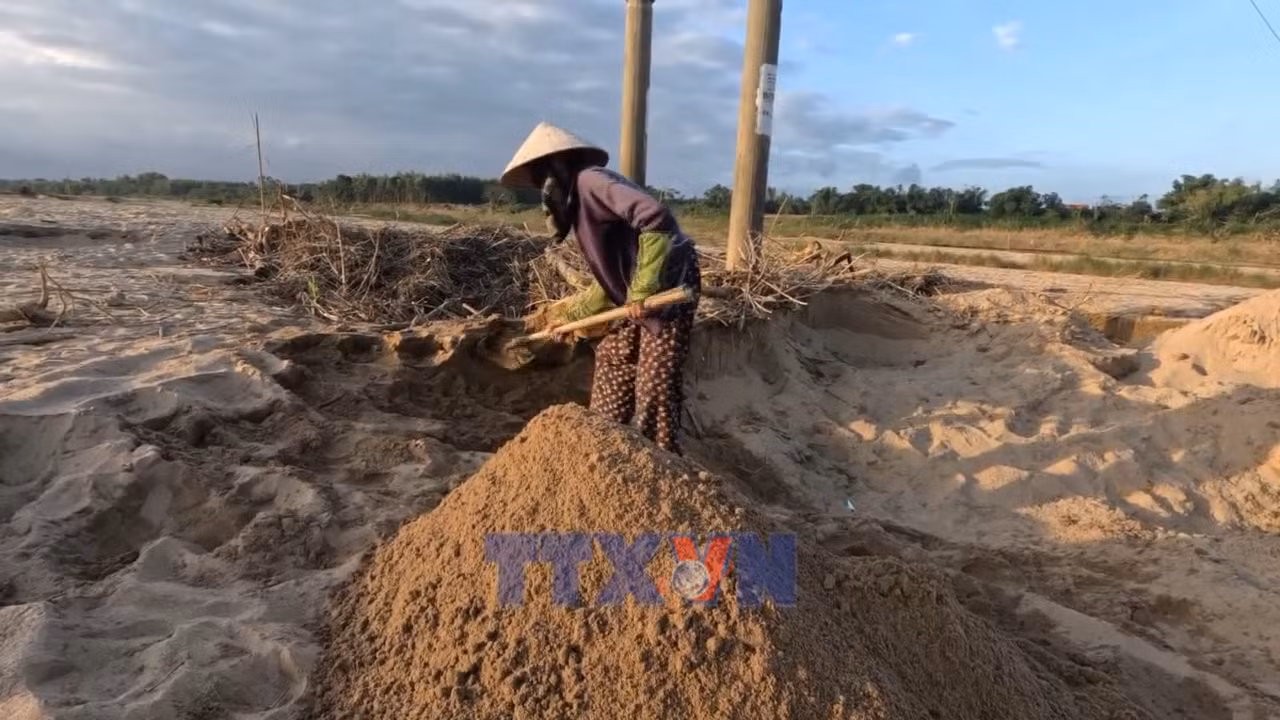 Nông dân Gò Nổi trước nỗi lo mất mùa vụ Đông Xuân