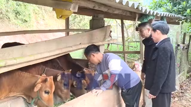Nông dân Sơn La phòng, chống đói rét cho đàn gia súc
