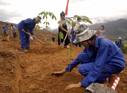 Lai Châu phát triển cao su đại điền ảnh 1