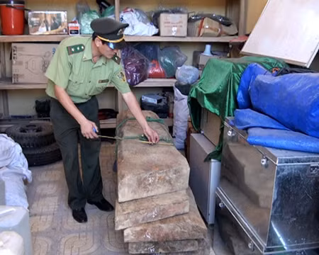 Vụ 3 cây sưa cổ thụ bị đốn hạ ở Phong Nha - Kẻ Bàng: Chỉ xử lý hành chính! ảnh 1