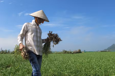 Huyện đảo Lý Sơn được mùa tỏi ảnh 1
