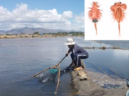 Người dân Ninh Thuận đổ xô đánh bắt con Artemia ảnh 1