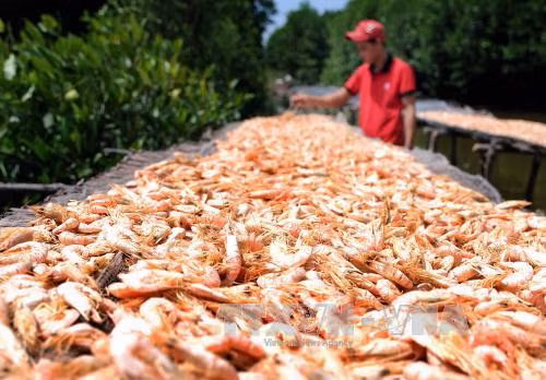 Giá tôm nguyên liệu tăng, người nuôi tôm phấn khởi ảnh 1