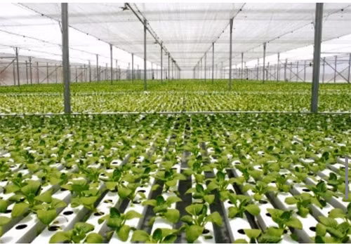 Agribank đồng hành cùng nông nghiệp sạch ảnh 1