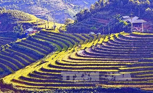 Đến với thiên đường ruộng bậc thang Mù Cang Chải ảnh 3