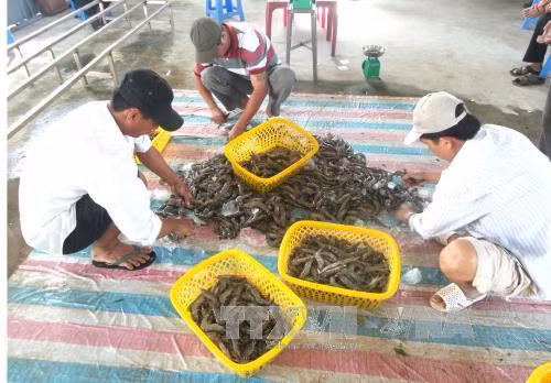 Giá tôm nguyên liệu tại Bạc Liêu tăng ảnh 1