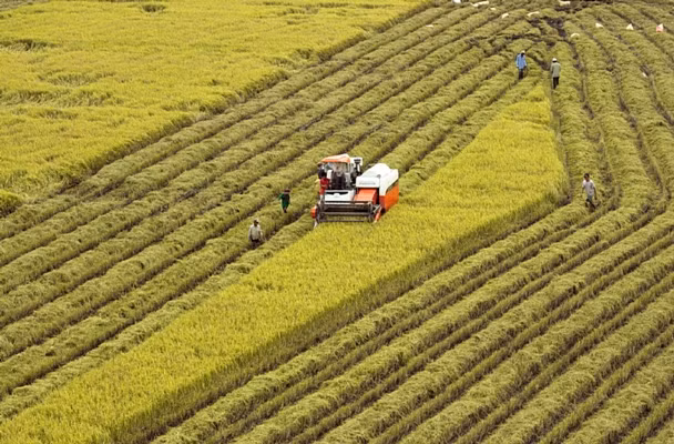 Mùa lũ ‘đẹp’ ở đồng bằng sông Cửu Long ảnh 1