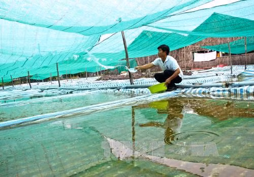 Giàu từ nghề ương nuôi cua giống ảnh 3