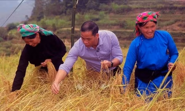 Nâng tầm gạo đặc sản từ giống lúa bản địa nơi cực Bắc Tổ quốc