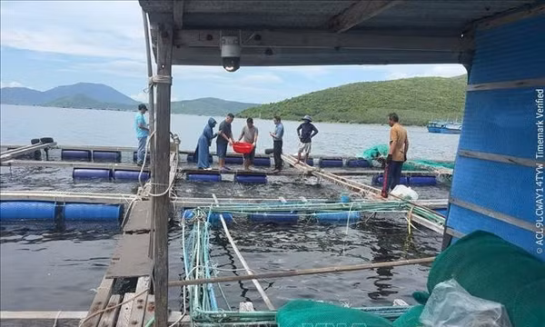 Xác định nguyên nhân cá chim nuôi lồng chết tại Khánh Hoà