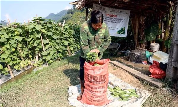Giảm khâu trung gian, thêm cơ hội tăng giá trị nông sản địa phương