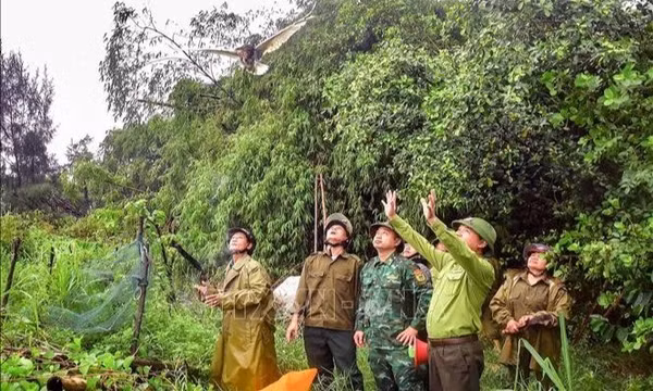 Hà Tĩnh: Xóa 'ma trận' bẫy chim, Quảng Trị cứu hộ tê tê Java