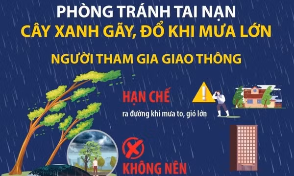 Phòng tránh tai nạn cây xanh gãy, đổ khi mưa lớn