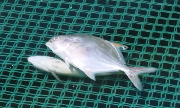 Xác định nguyên nhân cá chim nuôi lồng chết tại Khánh Hoà