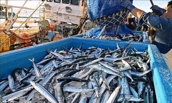 Kyodo: Trung Quốc cấm nhập khẩu hải sản Nhật Bản giữa căng thẳng ngoại giao