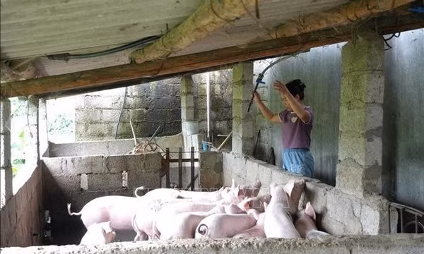 Nguồn vốn ưu đãi tiếp sức nông dân vùng cao phát triển sản xuất